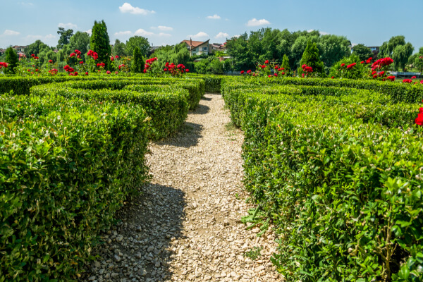 A wide-angle, eye-level shot of a well-manicured hedge maze in a residential or public park. The hedges are lush and green, with vibrant red roses blooming along the tops. A gravel path leads through the maze under a clear, sunny sky.