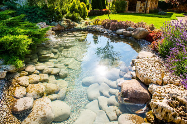 A vibrant, sunny image of a beautiful backyard garden pond with a small rock waterfall and lush landscaping. The pond's clear blue water is surrounded by large rocks, gravel, and a variety of green plants, including ferns, lavender, and other flowers.