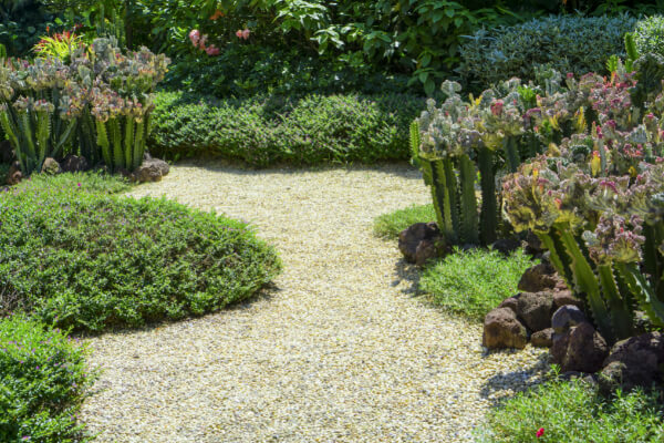 A wide-angle, sun-drenched shot of a well-maintained xeriscape garden with a path of light-colored gravel. The drought-tolerant landscape is surrounded by a variety of green plants, including bushes, succulents, and tall, sculptural cacti.