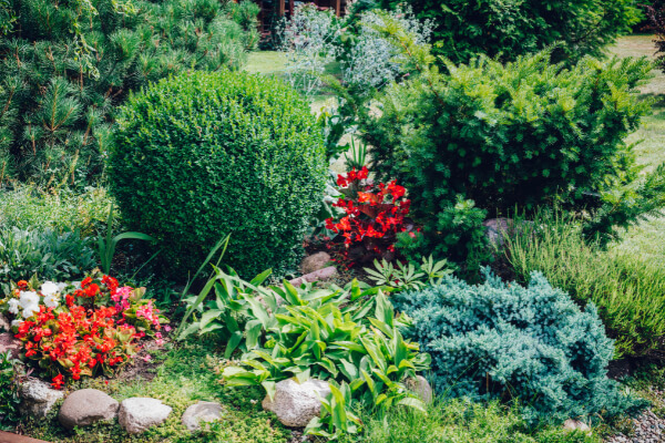 A vibrant and colorful residential garden with diverse plants, including a variety of green bushes, red begonias, and blue spruce. The garden features a mix of textures and colors, with small rocks scattered throughout the natural landscape.