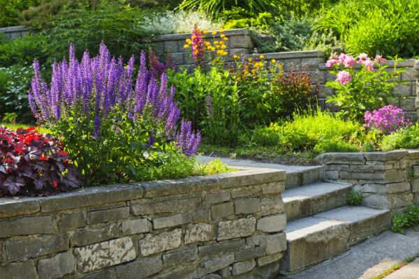A vibrant, sunny residential landscape with a terraced garden featuring tiered beds with gray, stacked-stone retaining walls and concrete steps. The beds are filled with lush purple salvia, pink peonies, and a variety of other flowers.